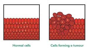 A picture of cells that are forming and the same cell is growing.